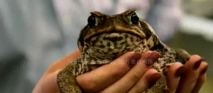 癞蛤蟆会让人上瘾吗,癞蛤蟆的毒有多可怕
