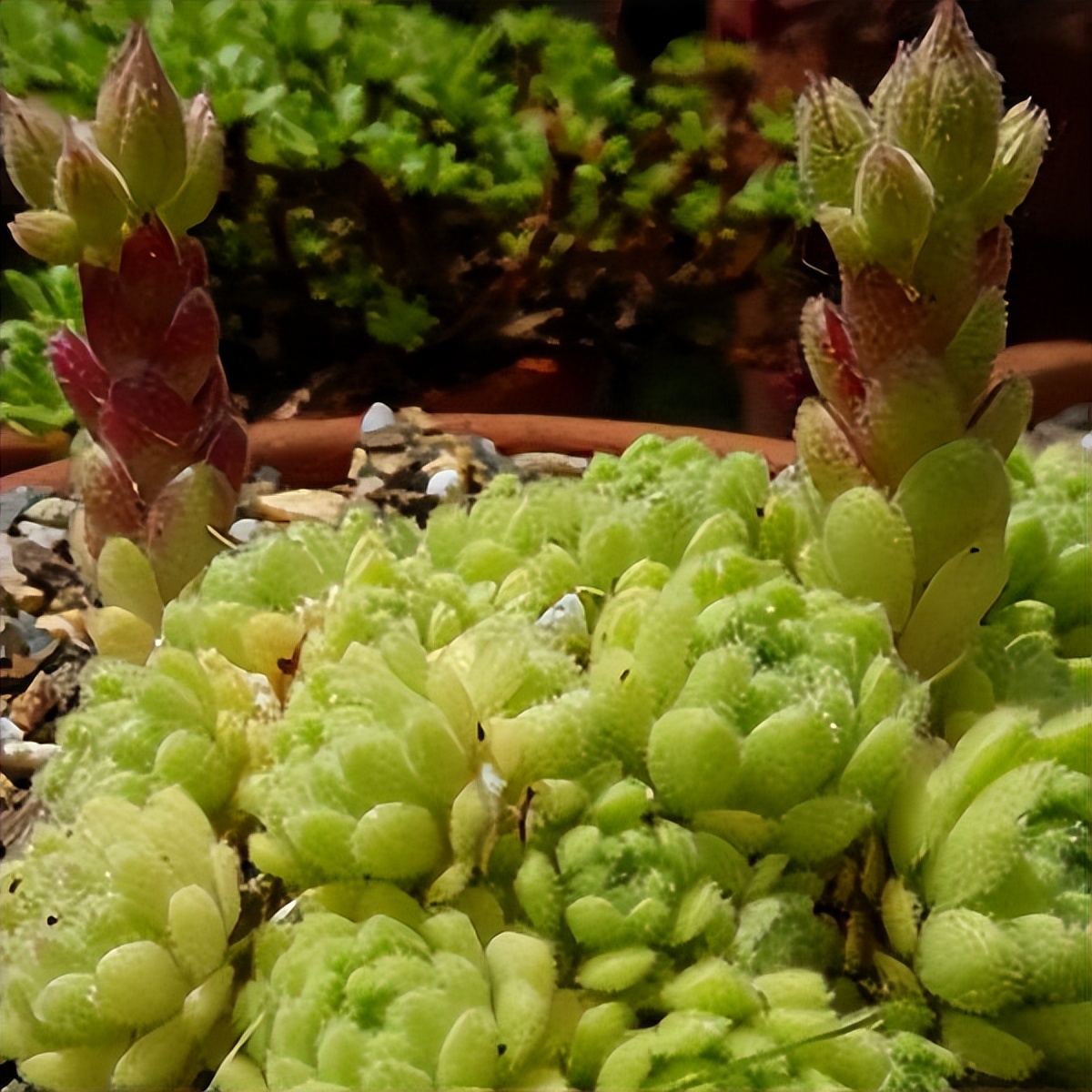 102个大类近500个多肉植物图片，都极其美丽，建议在家中也养一盆