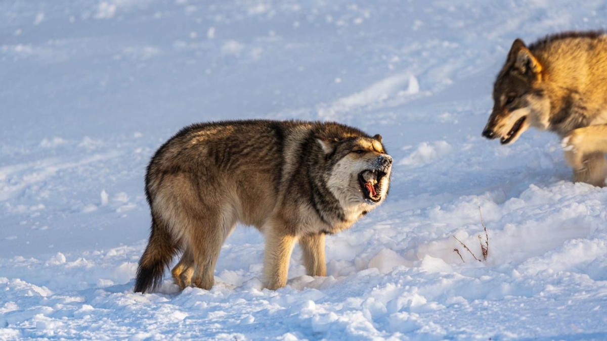 锡林河的鱼——科尔沁的少年，猎杀白狐狸