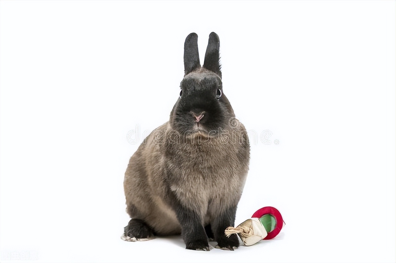 新手养兔入门教程小兔子,母兔弃养的小兔崽怎么养