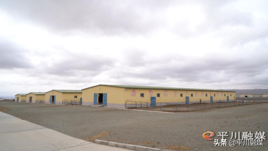 平川黑毛驴,平川黑驴