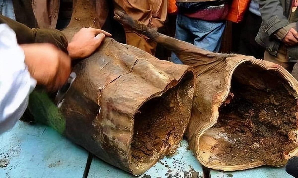 四川亚卓30多年的臭猪肉算美食吗？当地拿来入药熬汤，味道如何？