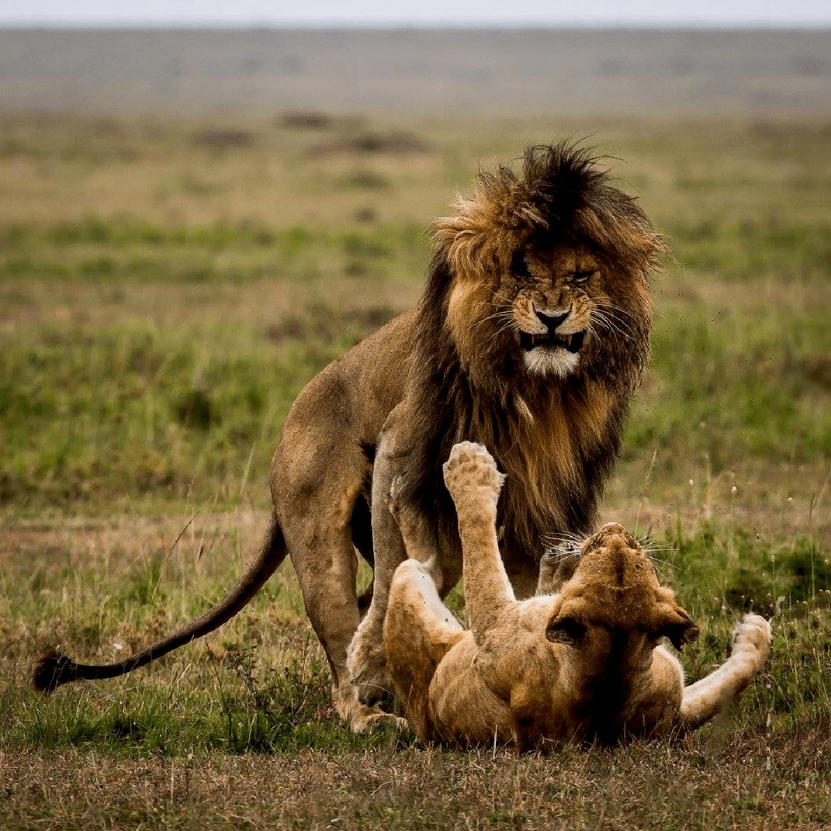 狮王刀疤被谁击败,狮王刀疤狮群称王达9年