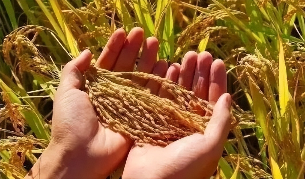 如何规划经营百亩农场才能更赚钱,共享农场模式1.9亩收入20万