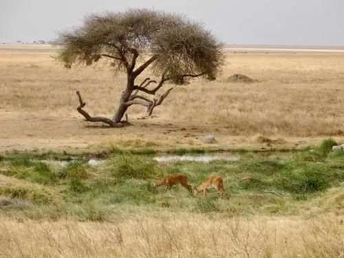 人类进化体毛为什么保留,脱毛血泪史解说