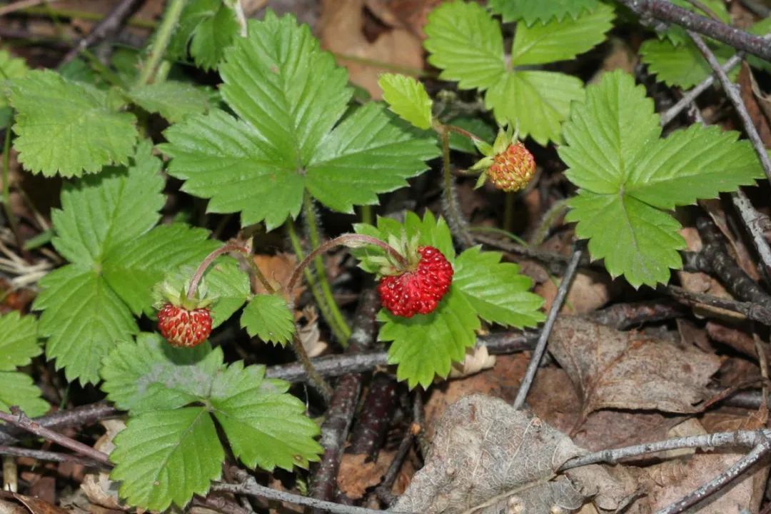 法国的弗州草莓和智利草莓从哪来,凤梨草莓跟普通草莓