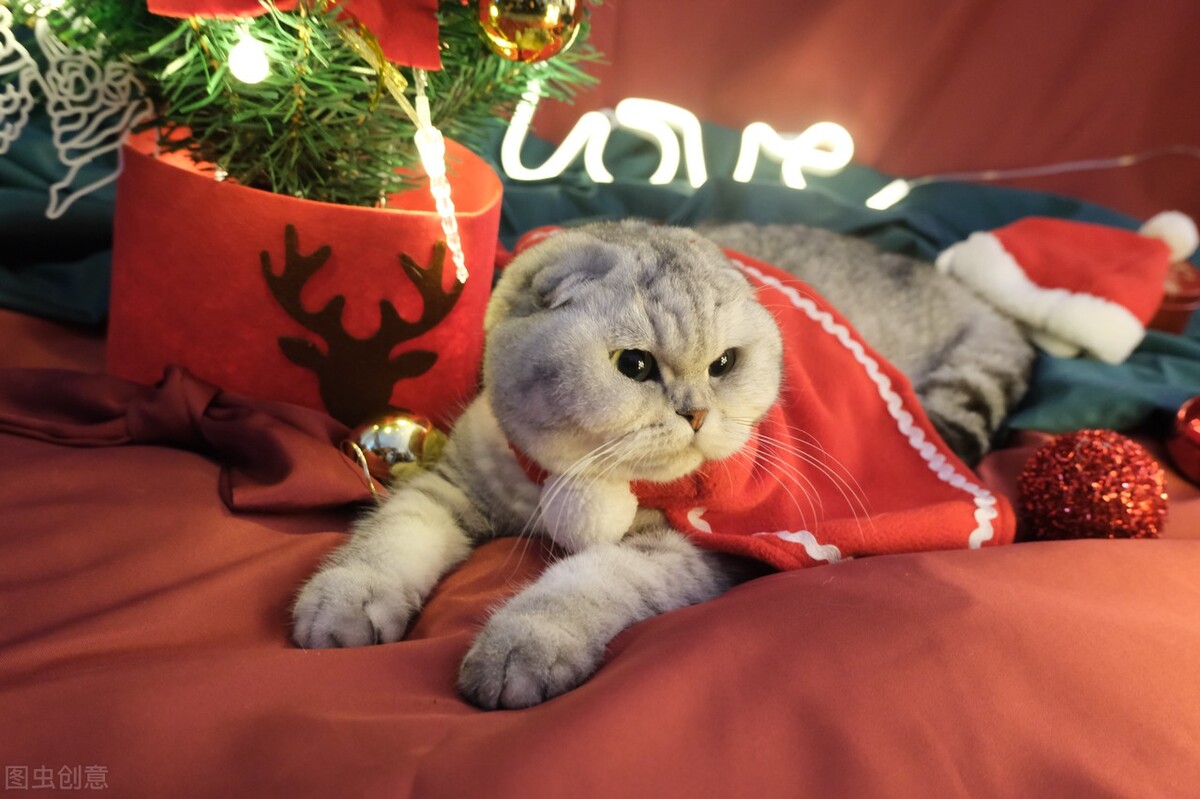 英短猫多少钱一只银渐层,英短猫多少钱一只邢台