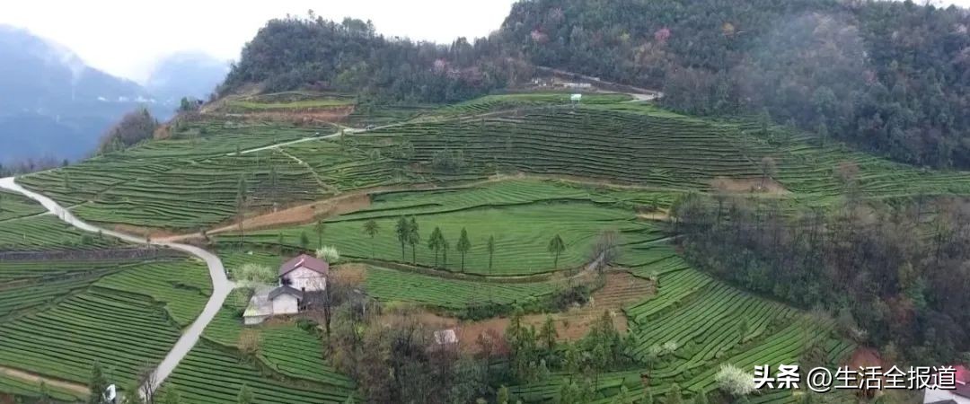 婀栧寳鎵惰传鑼跺彾,鎵惰传瀵瑰彛甯壎婀栧寳