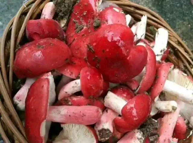 云南红菇好吃吗,云南山野红菇