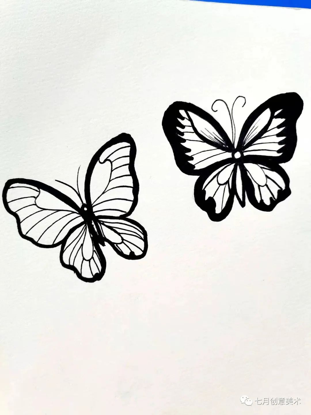 蝴蝶标本图片大全,塑封蝴蝶标本方法