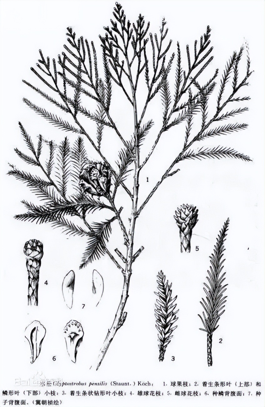 植物识别小口诀，总结的太全了！