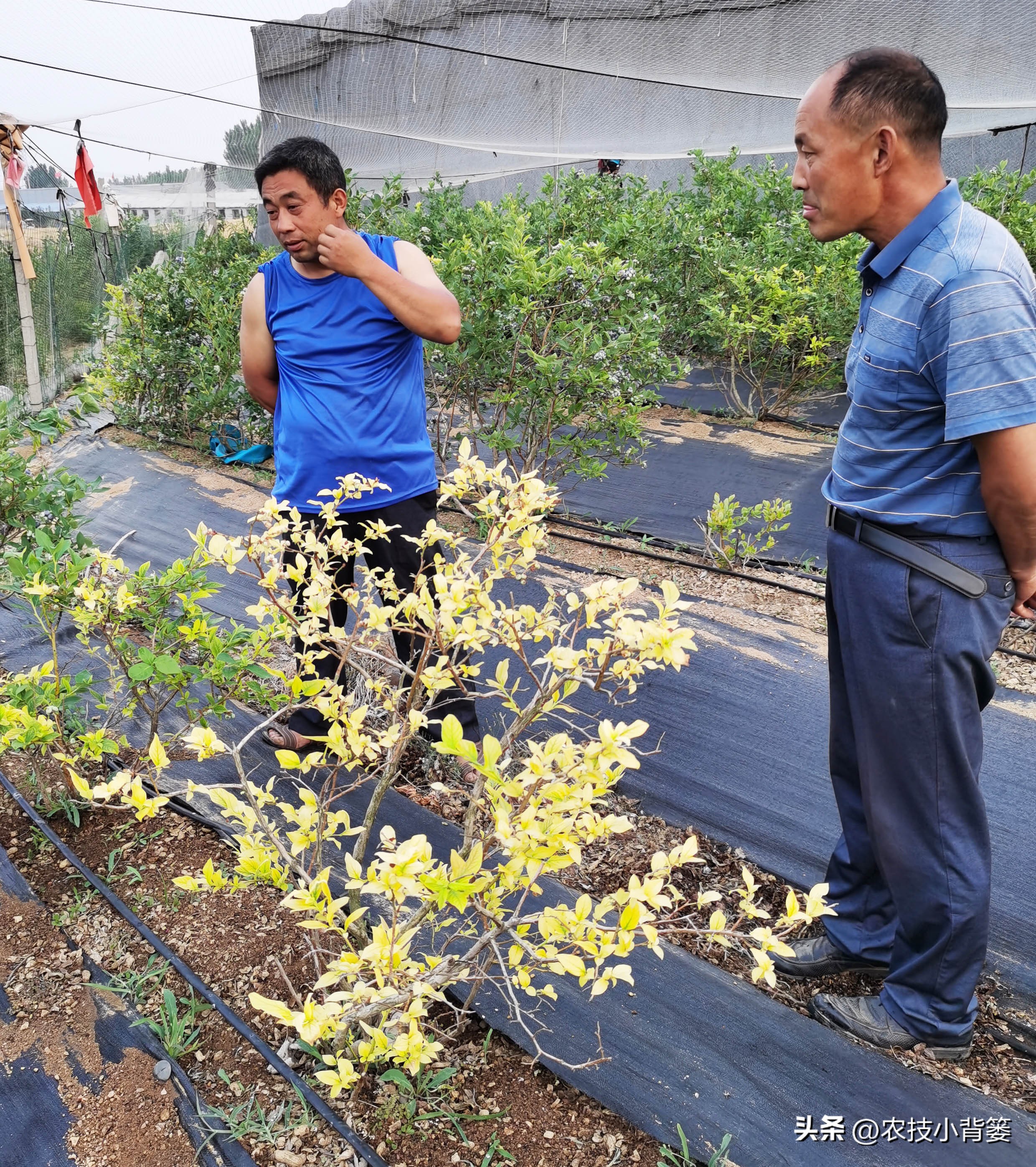 蓝莓黄叶几个月了还有救吗,蓝莓叶脉失绿发黄怎么办