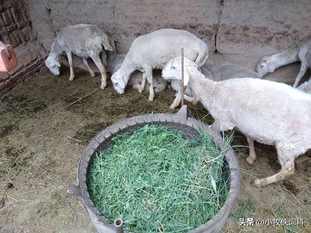 羊吃青草拉稀什么原因,羊吃青菜拉稀怎么治