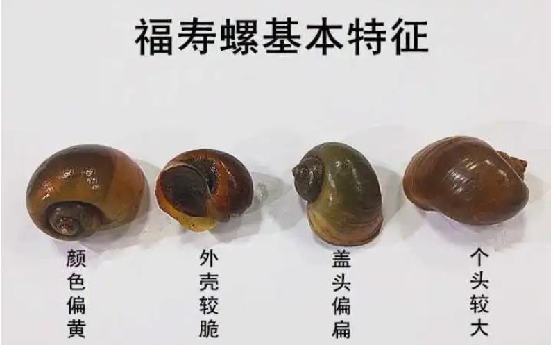 22岁少女体内有寄生虫,20岁女孩腹部有寄生虫