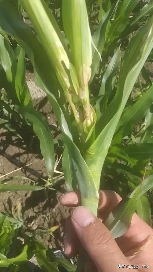 玉米顶腐病对玉米产量影响大吗,玉米顶腐病最新治疗方法