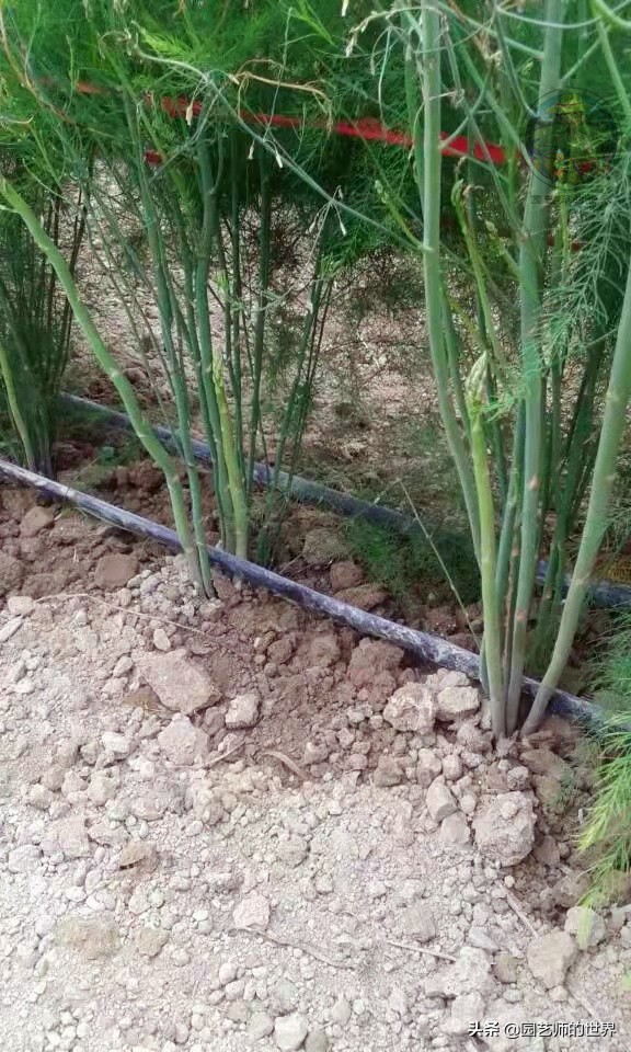 种植100万亩芦笋需育苗多少亩,带根芦笋怎么种植