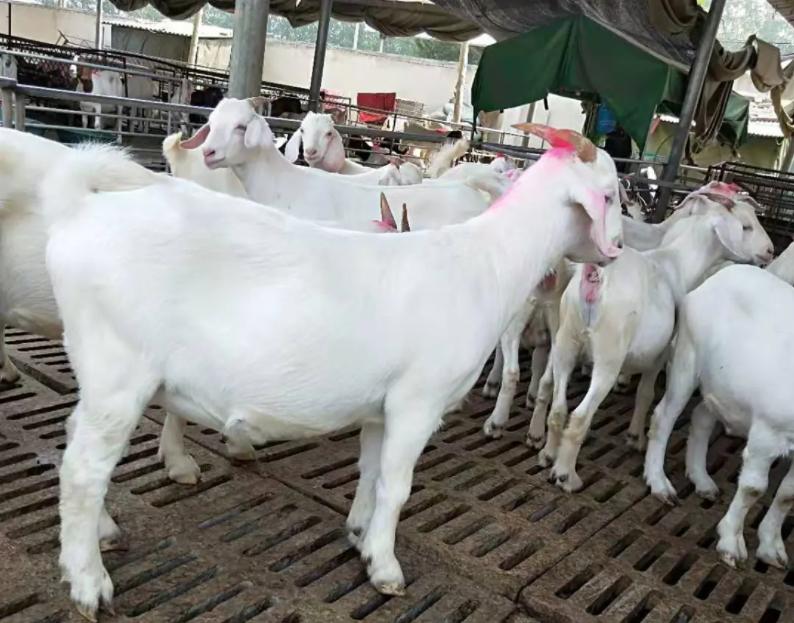 小尾寒羊波尔山羊湖羊对比,什么样的羊是波尔山羊