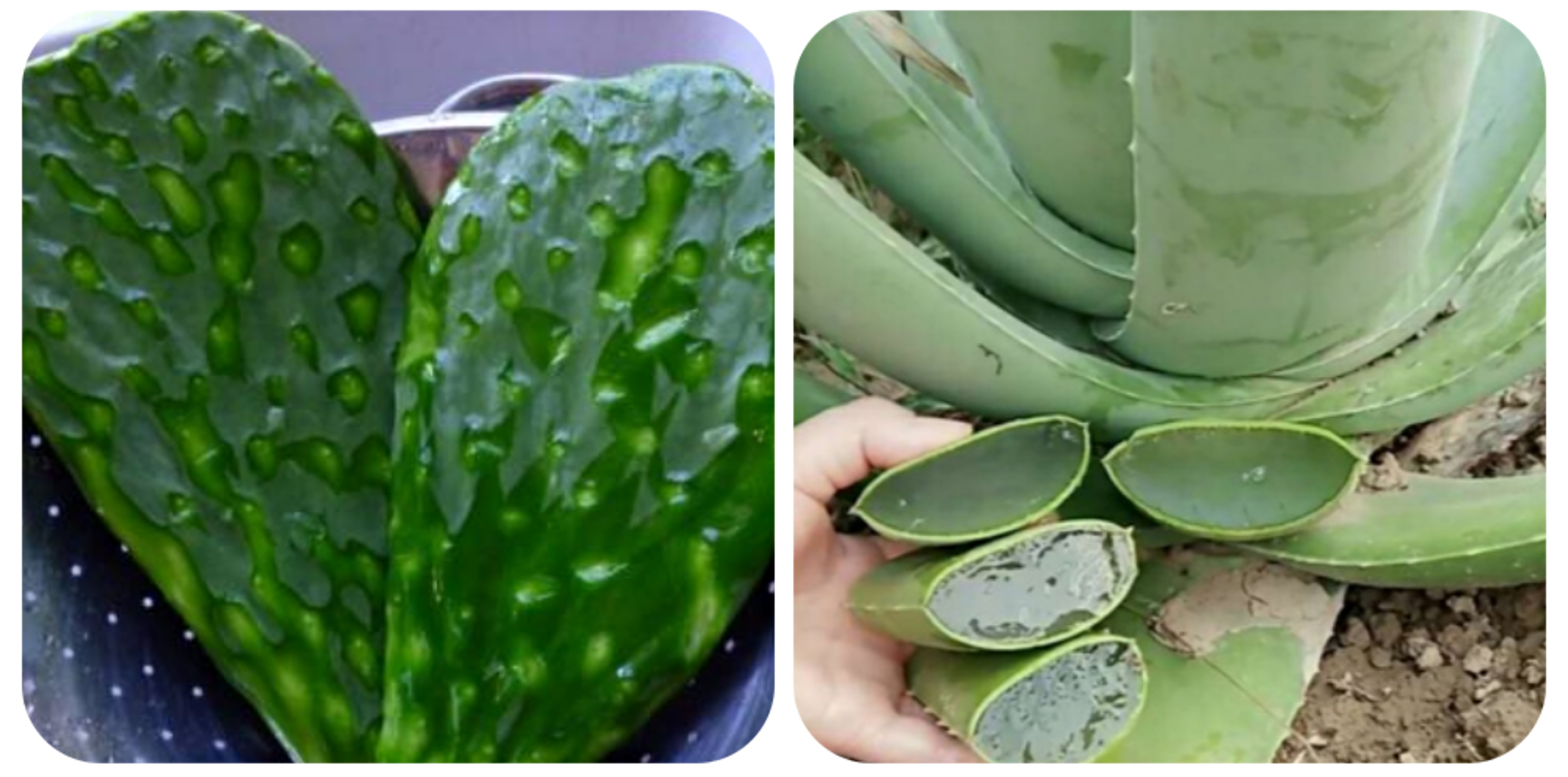 100种野菜大全图解,认识100种野菜视频大全完整版