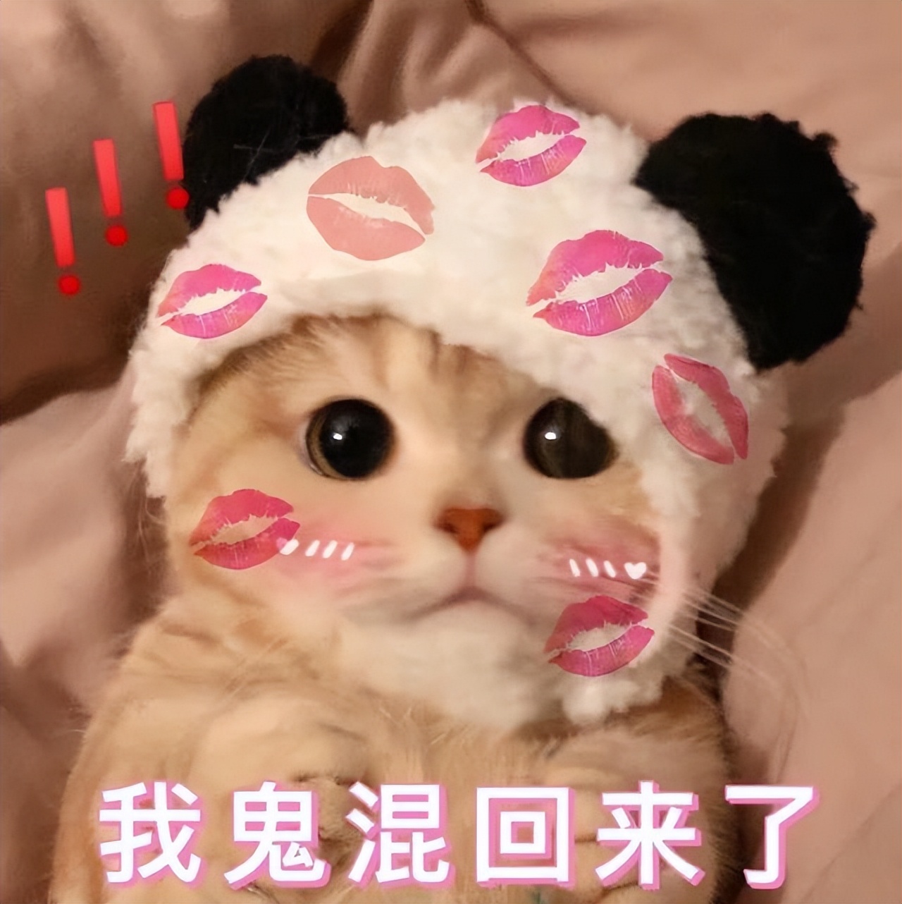 猫咪的一生最重要的事情,猫咪的生命终点