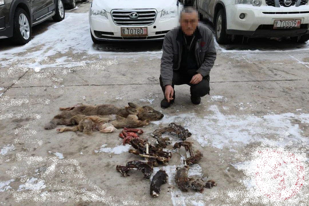 狍子被称为东北第一神兽,东北神兽狍子真的傻吗