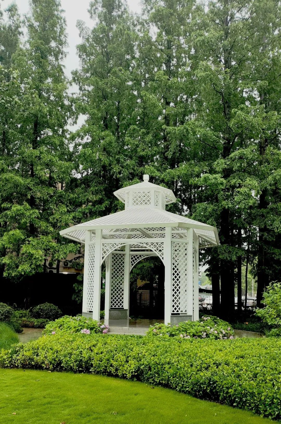 青岛绝美的一条路,青岛都是树的风景路