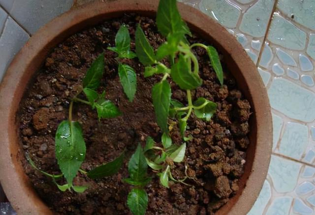 教你扦插大法扦插什么植物都能活,扦插小技巧栽培小妙招