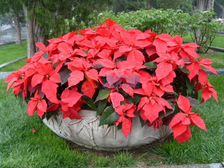 对房屋危害最大的植物,小区树木存在安全隐患