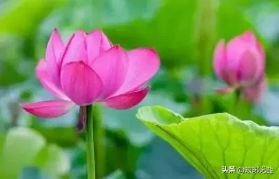 莲的经典古诗名句,关于莲的古诗词名句