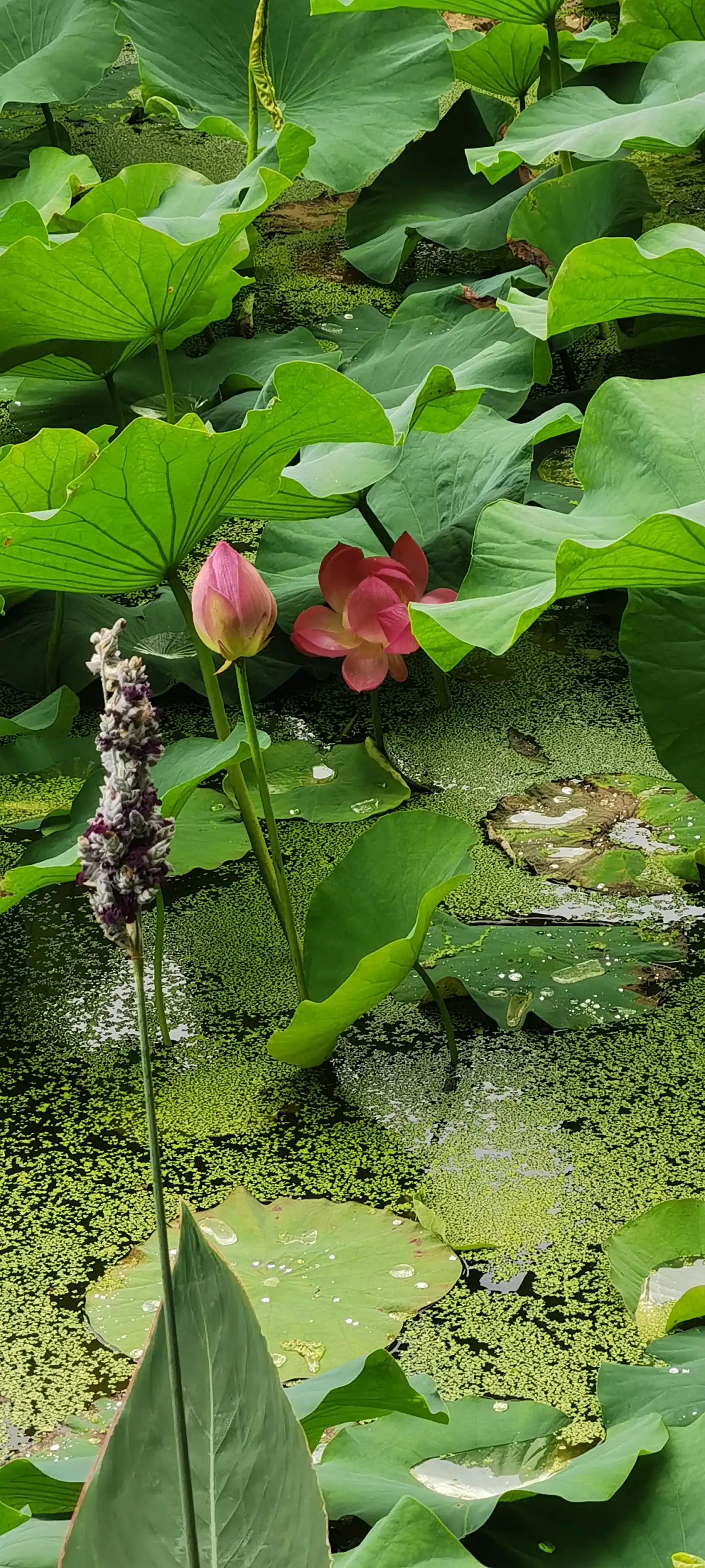 昆明翠湖，“荷”你有约