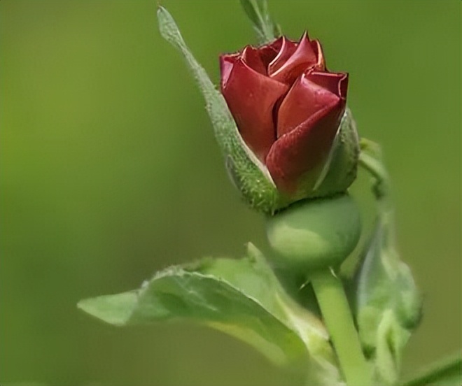 沙特男足最近的比赛结果,12强赛沙特男足首发