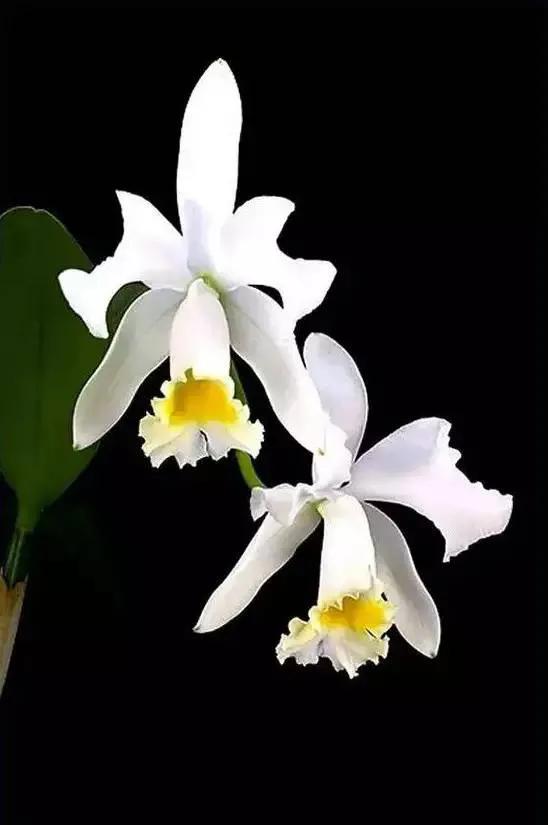 矮种兰花图片欣赏,写意兰花作品欣赏