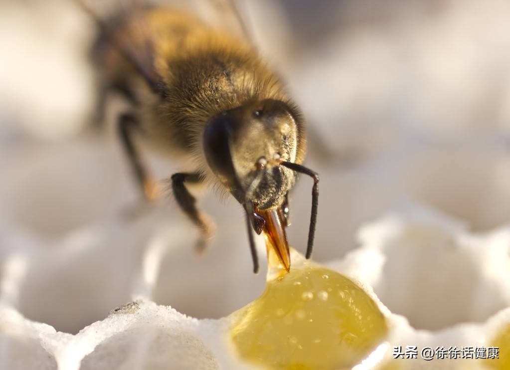 蜂蜜甜不如心甜,蜂蜜虽可口但是不要贪杯