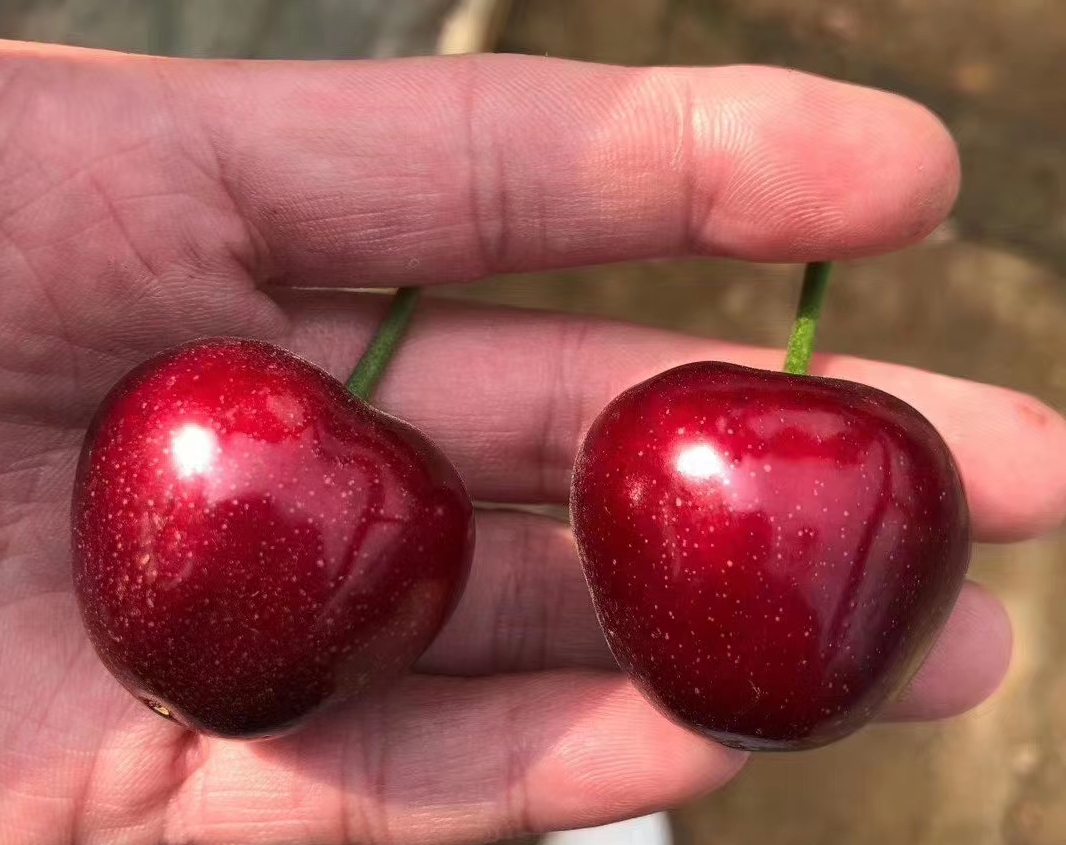 智利批发市场车厘子多少钱一斤,智利车厘子价格多少钱一斤