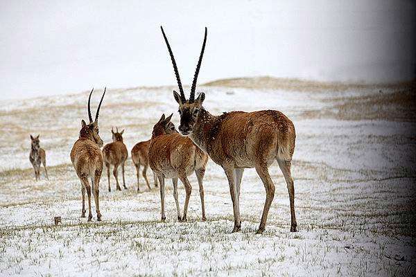 华中华北华南华东怎么区分,华中和华南对比