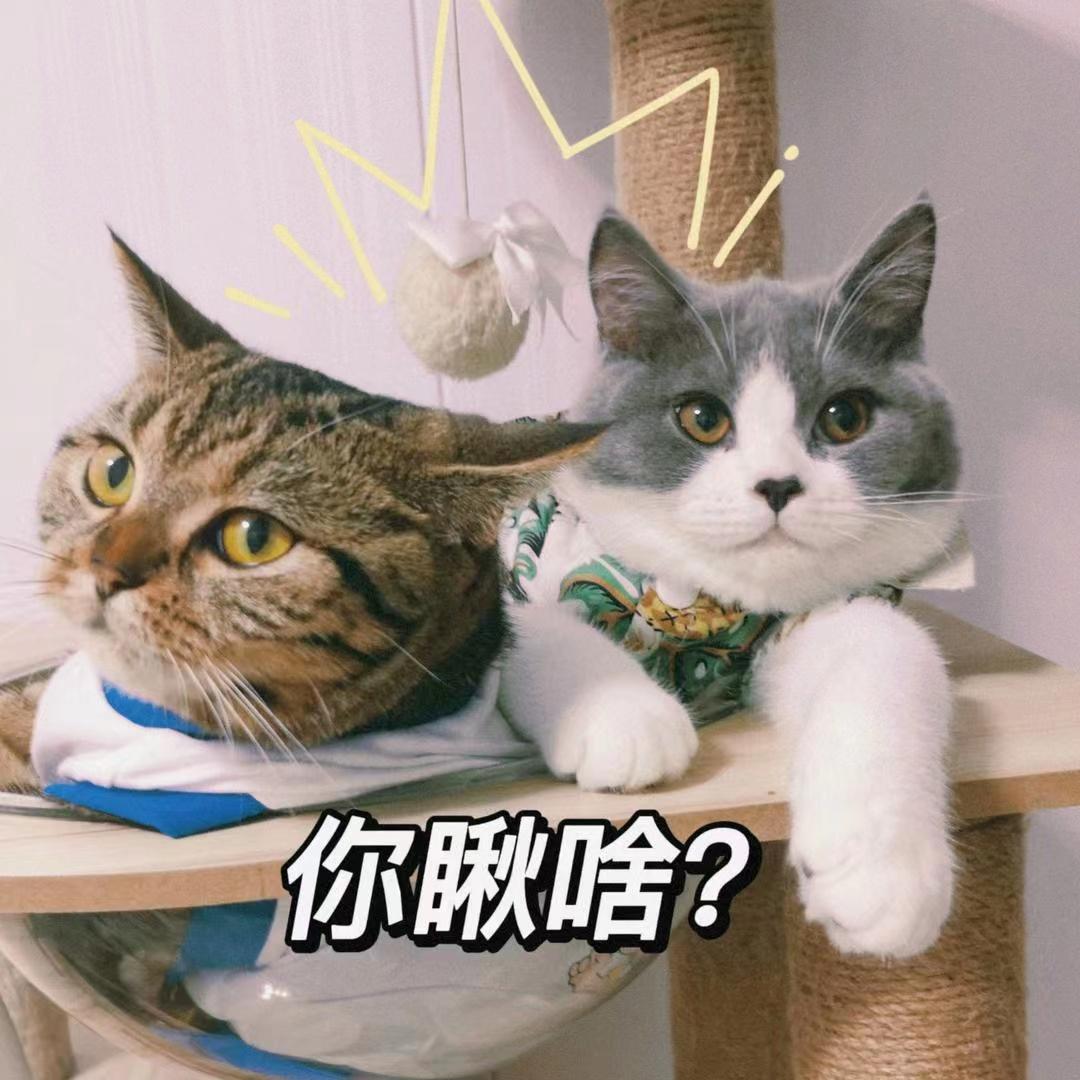 猫咪外出回来总是小心翼翼的,猫咪出走三个月后回来大变样