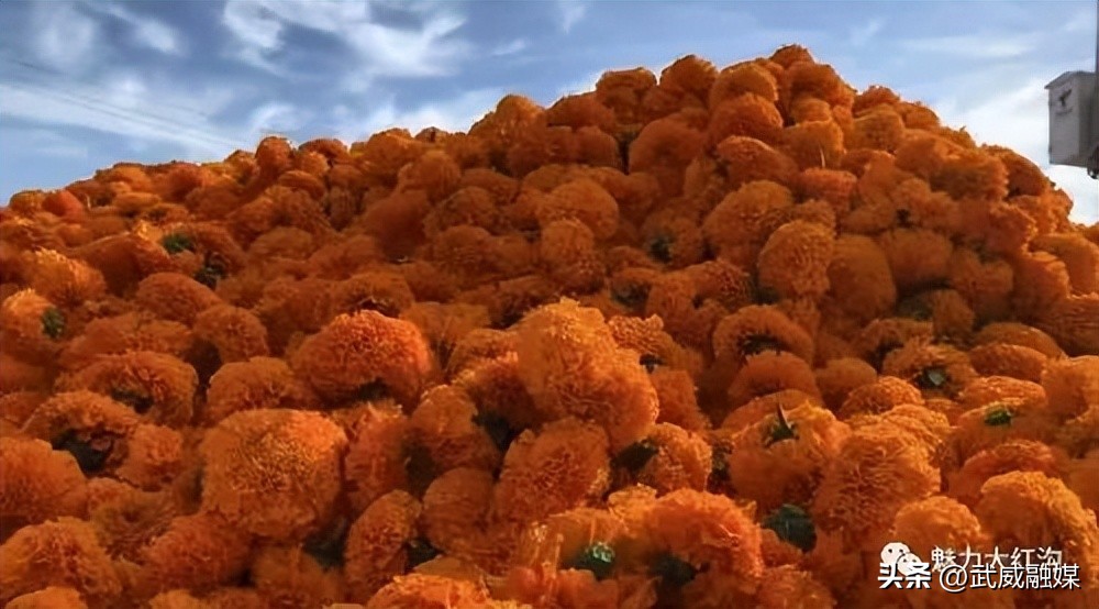 甘肃武威旗开得胜,旗开得胜号武威