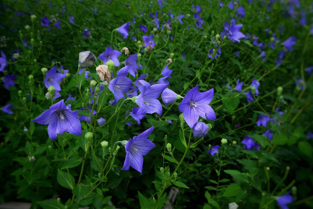 常见有毒花千万别碰,世上有毒的花和植物