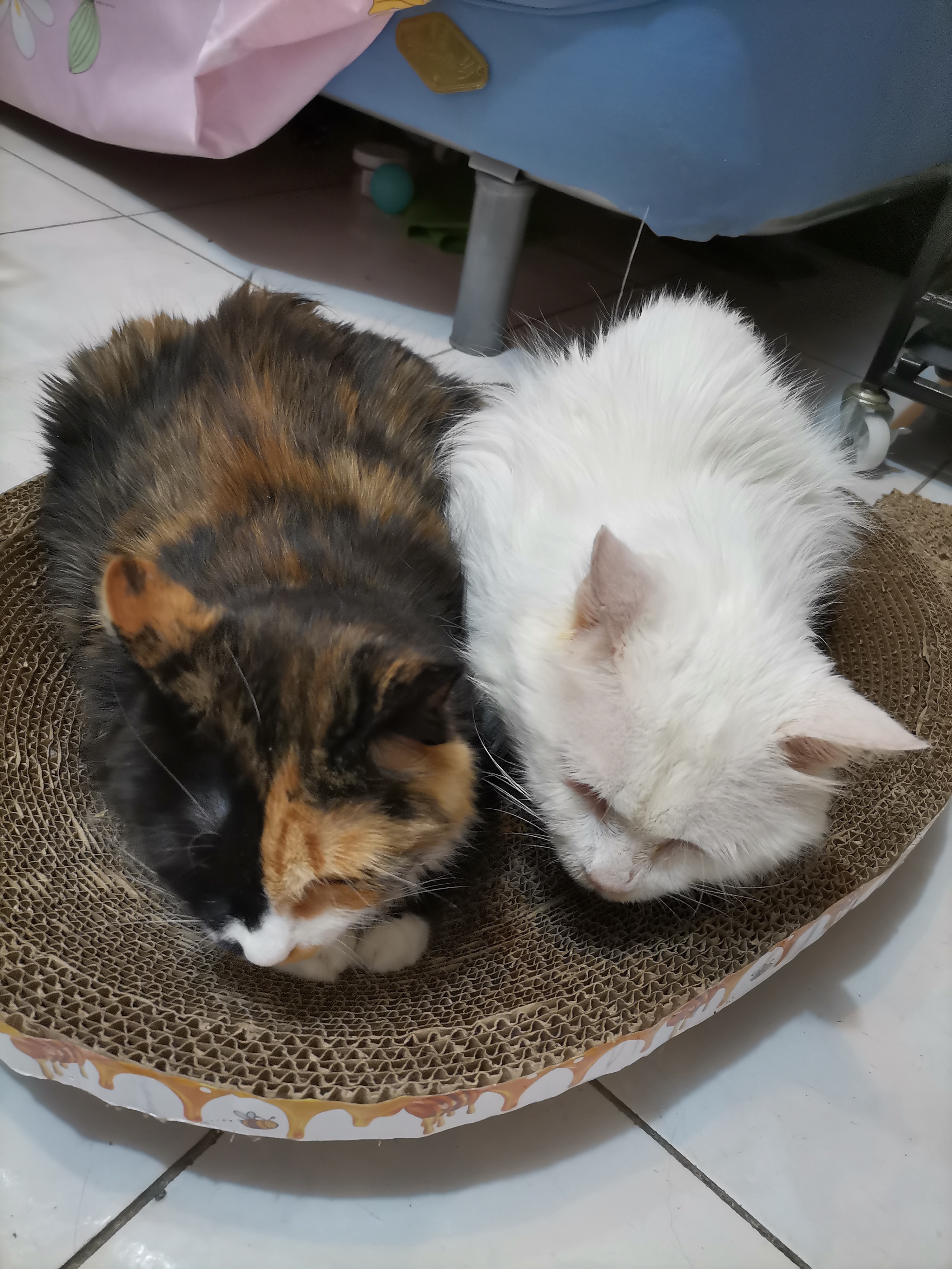 我的第二只猫咪图片,第二只猫来了第一只猫生气