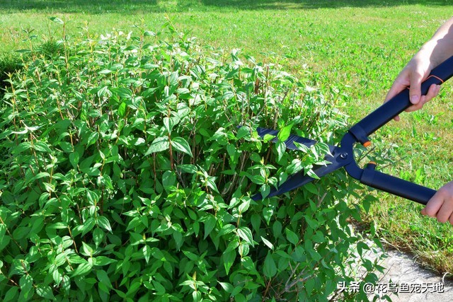 刚买回来的茉莉花水培,刚买回的茉莉花苗怎么盆栽