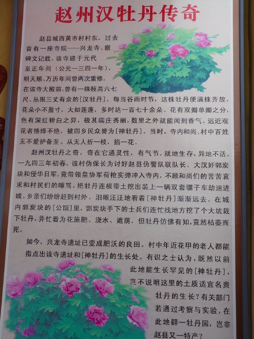 悼念伟人的植物不仅有柏乡神牡丹，还有四川郫县神树“三星归位”