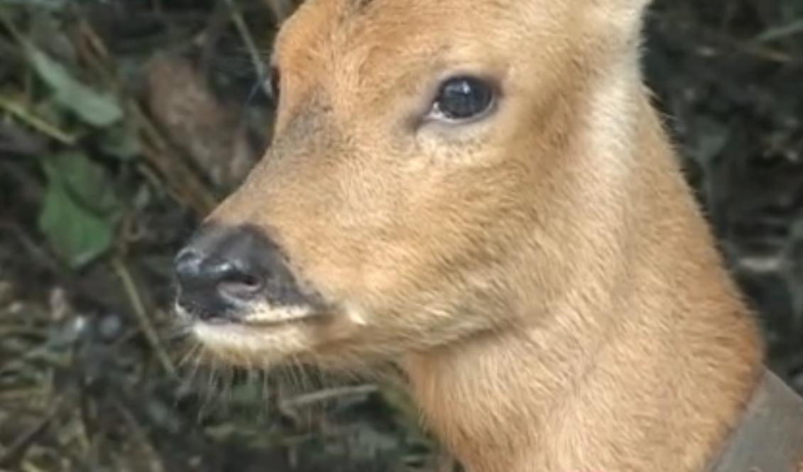 吉林一男子捡到梅花鹿,吉林男子野外捡鹿