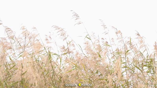 承包470000㎡山水野奢美景，泛舟下午茶…隐居桂林传奇酒店