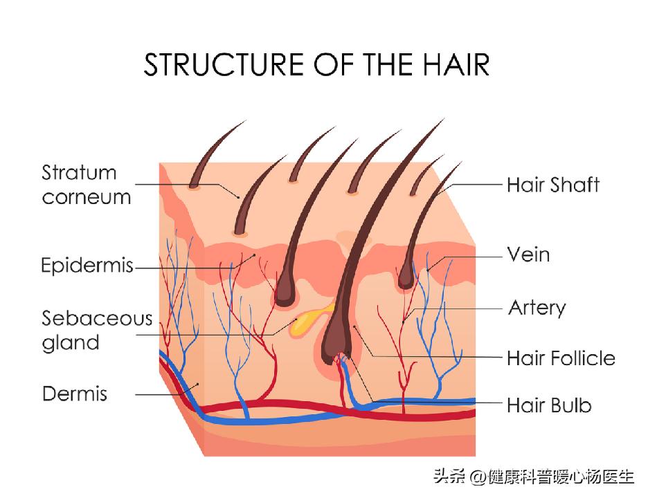 各处毛发分叉真正的原因,为什么有的毛发粗细不一致