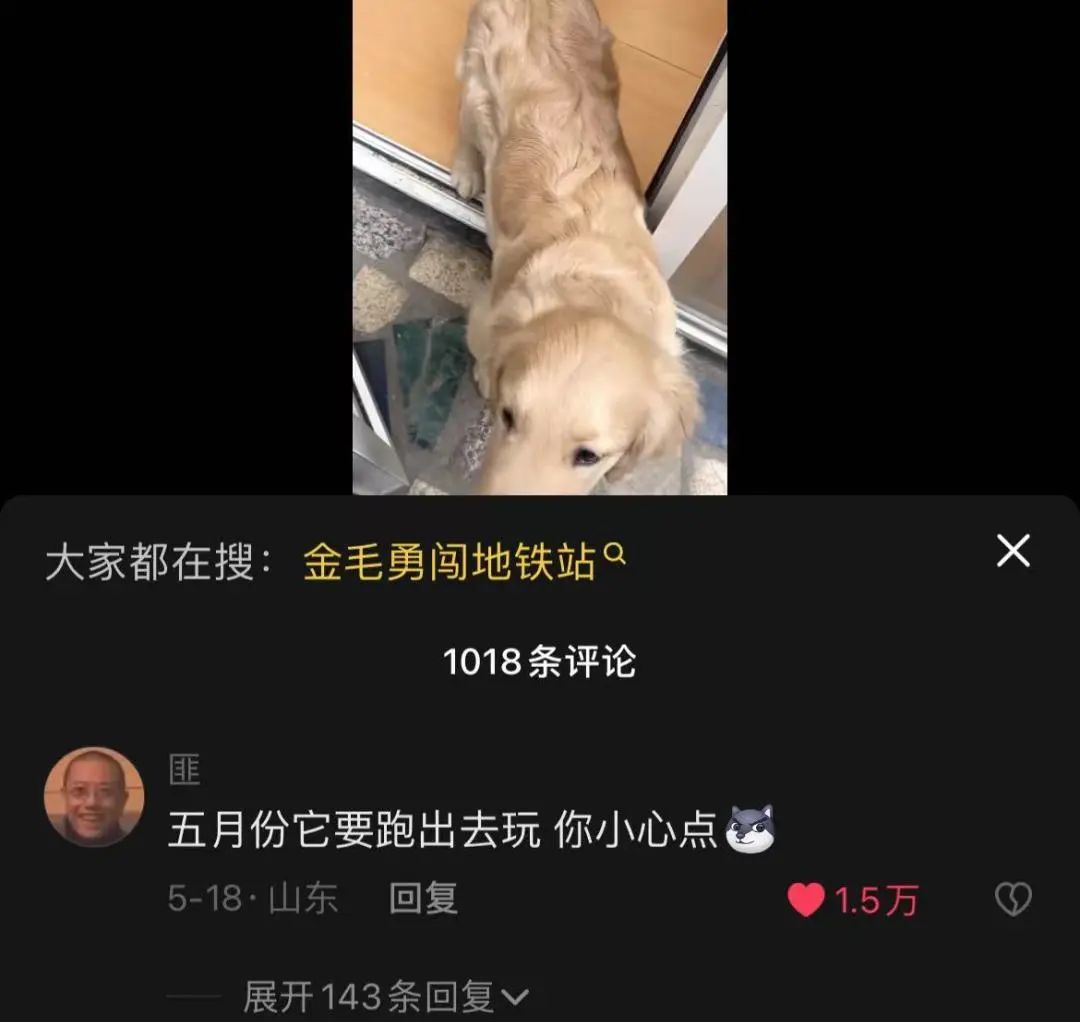 裸体金毛误闯地铁站被揪住耳朵：大哥！头发扎得有点紧了！