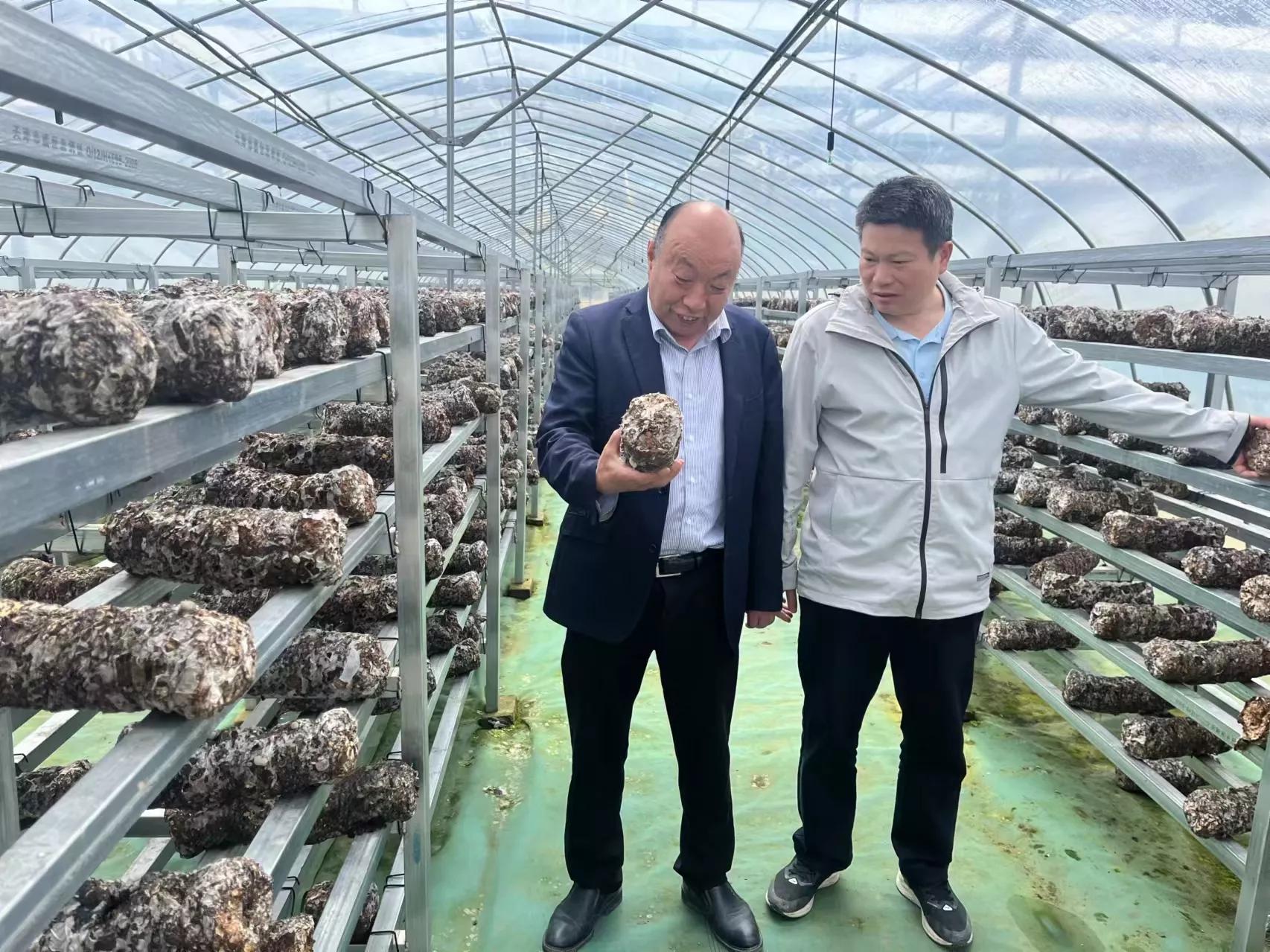 安徽种菇大王丁伦保联系电话,肥西蘑菇大王丁伦保