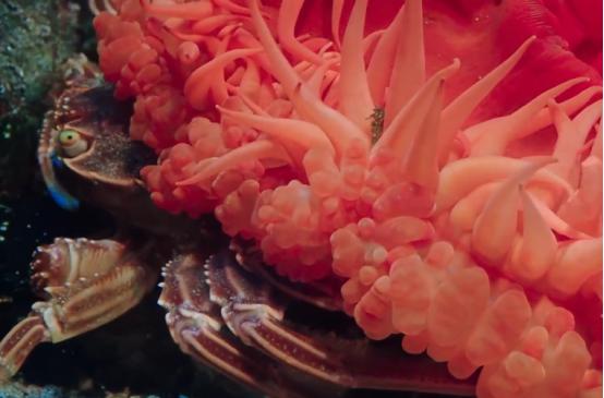 这个男人太大胆，因为夫妻不和谐，转身就爱上了一条章鱼！纪录片