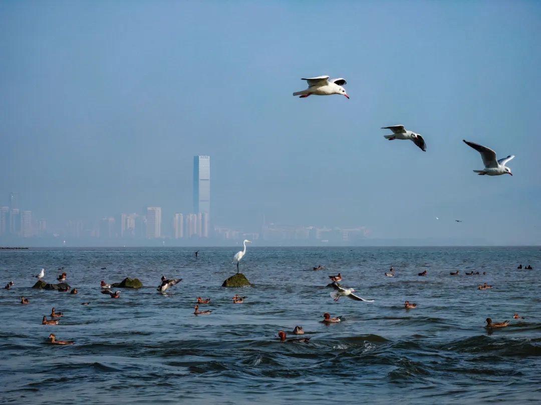 风物早知道12.26|粉红色系水果来袭；梦幻般的冬景太特别