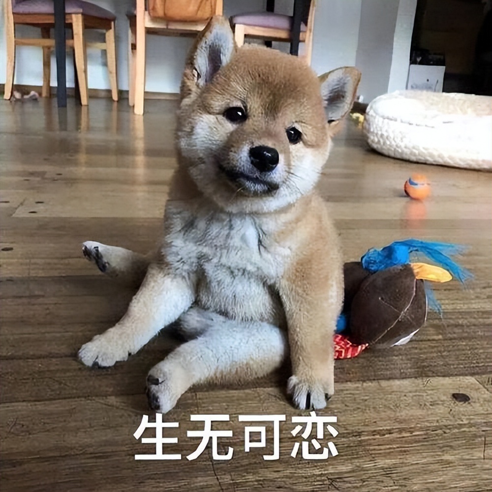 狗狗老是舔排尿处出血,狗狗老是舔排尿处是不是有炎症了