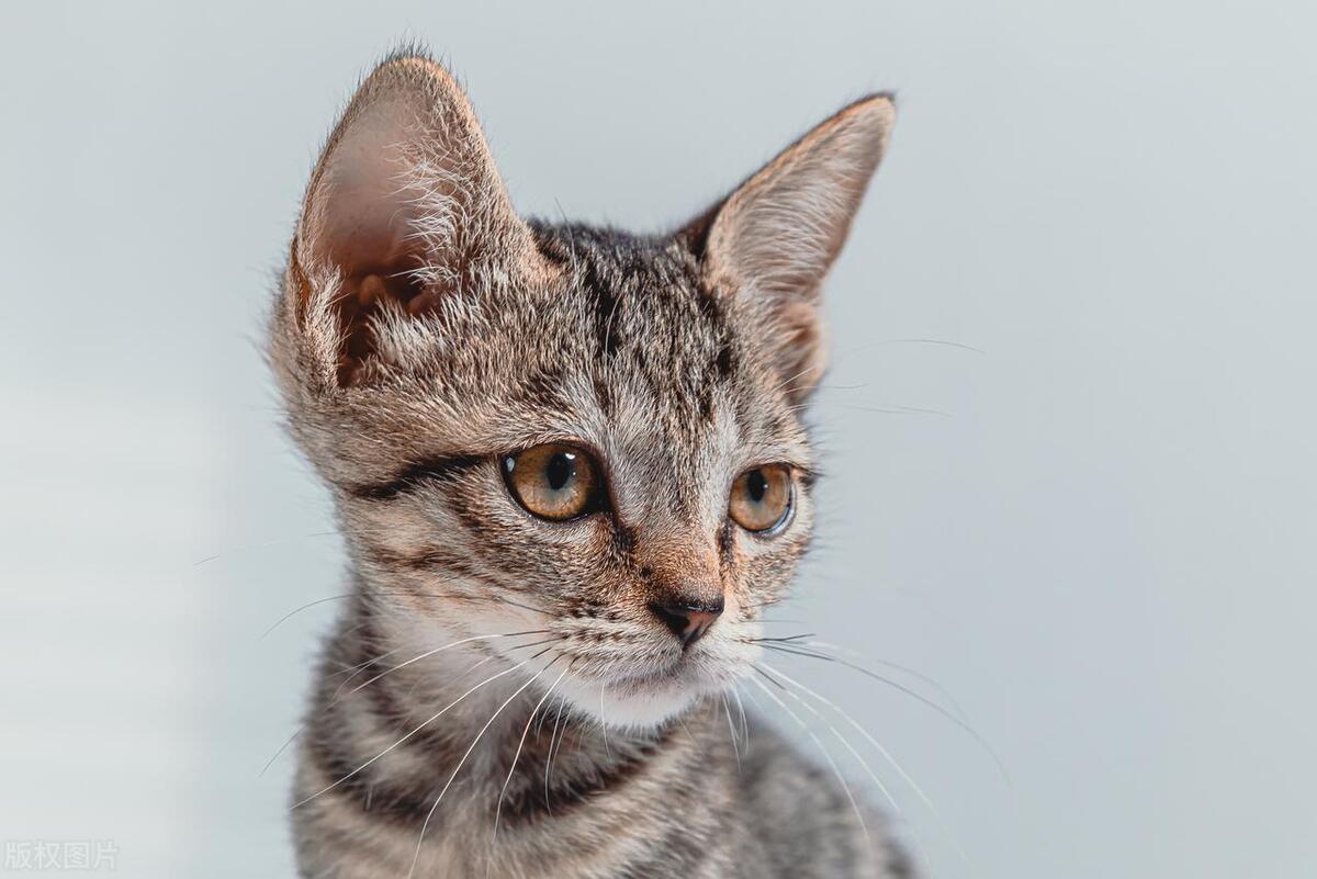 猫咪不小心粘到老鼠贴怎么洗掉,猫咪被粘苍蝇的胶粘到怎么洗掉