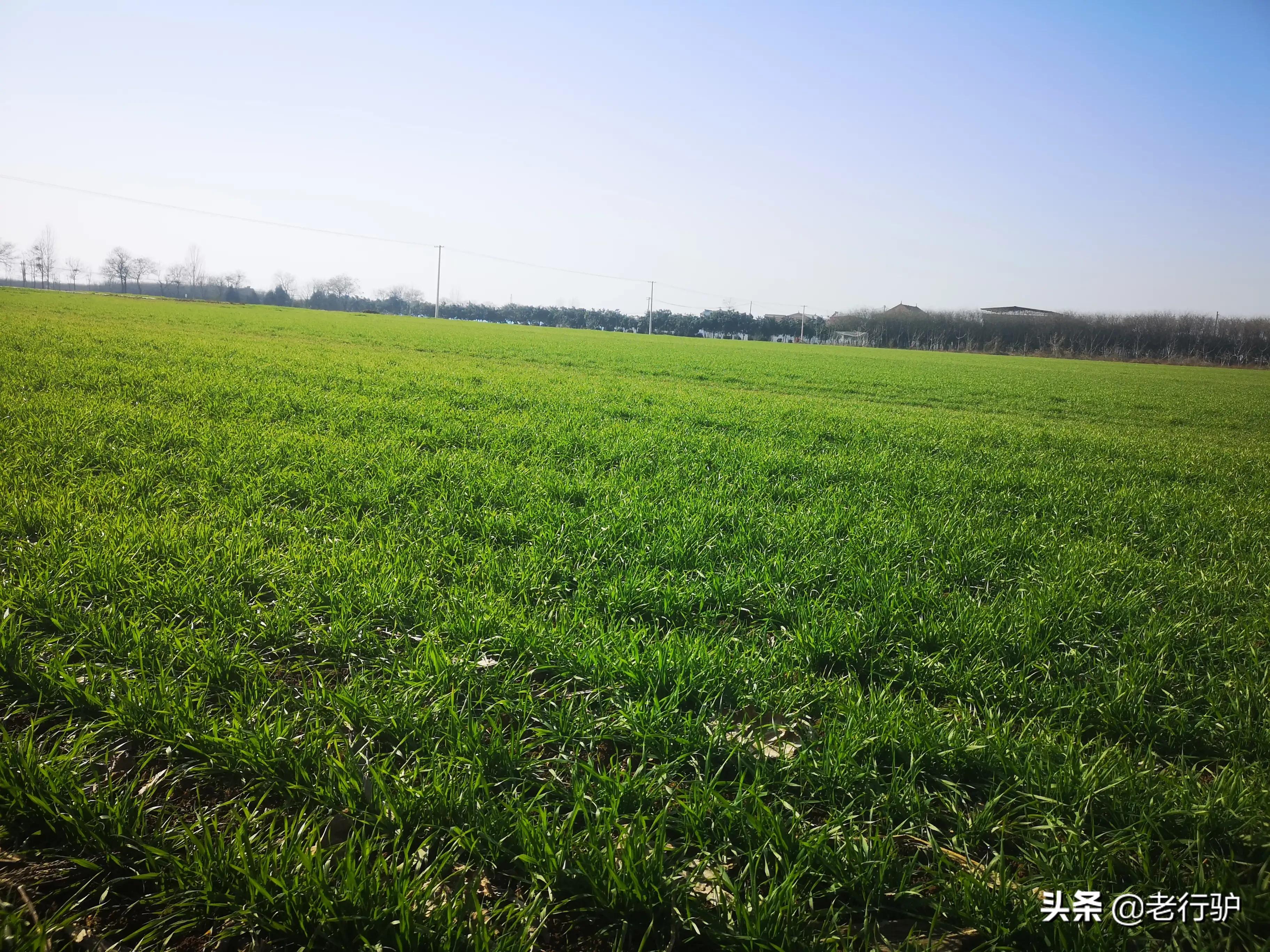 白鹿原白鹿白仙子,白鹿原的白灵和鹿兆海